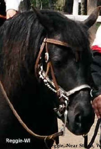 MISSING EQUINE Reggie, Near Strum, WI, 54770